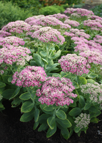 Sedum spectabile 'Neon'